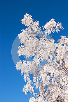 Frosted tree