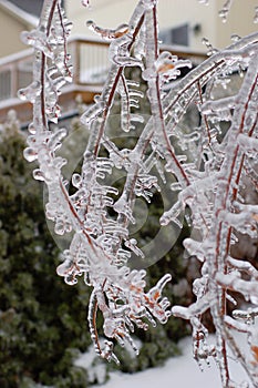 Frosted tree branch