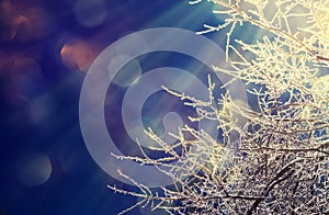 Frosted tree branches