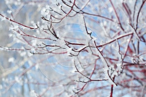 Frosted tree branches covered with hoarfrost on a winter sunny day