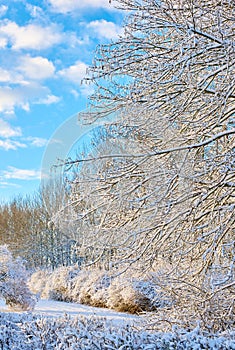 Frosted tree branches and leaves frozen from cold weather. Frosty branches against a blue sky with iced bushes. A white