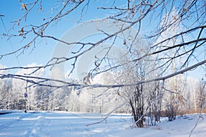 Frosted tree branches on sky background