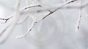 Frosted tree branches in winter focus movement