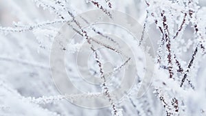 Frosted tree branches in winter pan movement