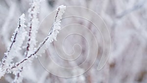 Frosted tree branches in winter slide movement