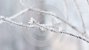 Frosted tree branches in winter slide movement