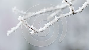 Frosted tree branches in winter slide movement