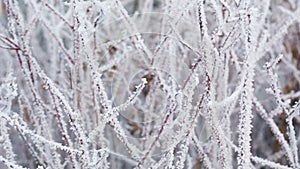 Frosted tree branches in winter slide movement