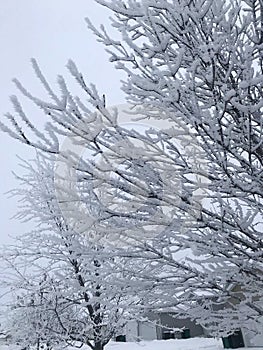 Frosted tree branches winter snow neighbourhood