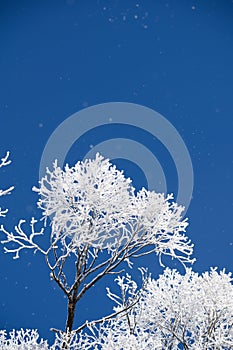 A frosted tree with lots of blue sky in the winter