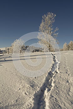 Frosted tree and snow path