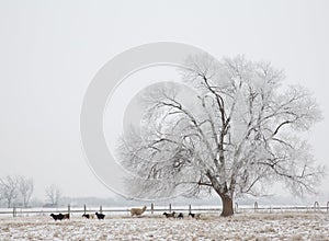 Frosted tree in a snowstorm