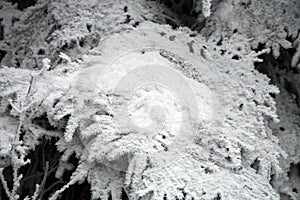 Frosted tree spruce in mountain.