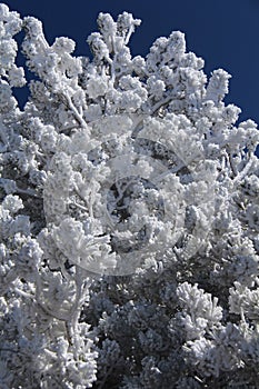 Frosted Tree