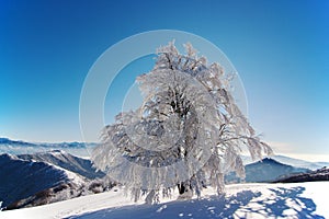 frosted tree under blue sky