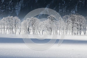 Frosted trees photo