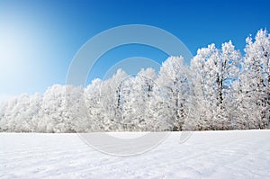 Frosted trees