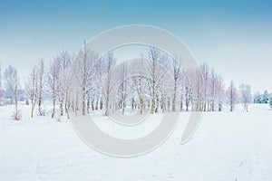 Frosted trees