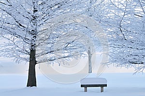 Frosted Trees and Park Bench