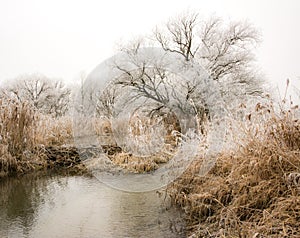 Frosted trees at the river Paar