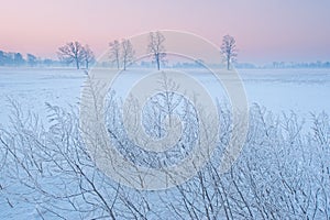 Frosted Trees in a Rural Setting