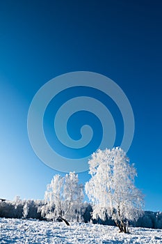 Frosted trees with white hoarfrost against the blue sky