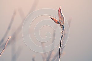 Frosted trees with yellow leaves on the shore of lake in misty morning