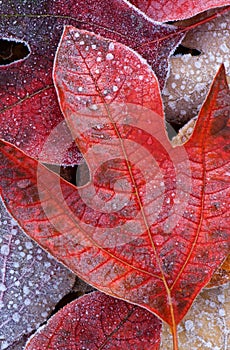 Frosted Tulip Tree Leaves