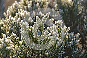 Frosted twig of coniferous tree in the morning sun