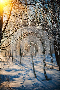 Frosted twigs of birch tree in winter forest at sunset