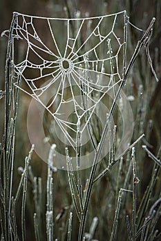 Frosted web in Abernethy Caledonian forest in the Cairngorms National Park of Scotland