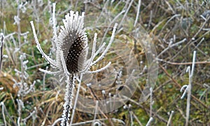 Frosted weed