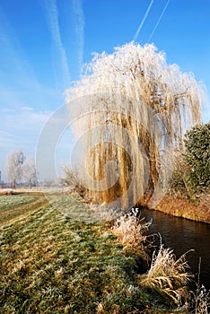Frosted weeping willow