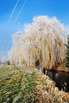 Frosted Weeping willow