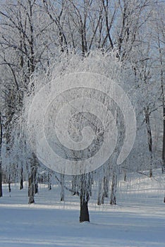 Frosted Weeping Willow