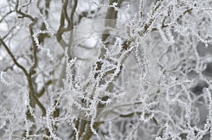 Frosted weeping willow branches