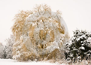 Frosted weeping willow tree