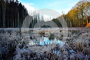 Frosted wetland, winter season landscape