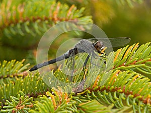 Frosted Whiteface Dragonfly