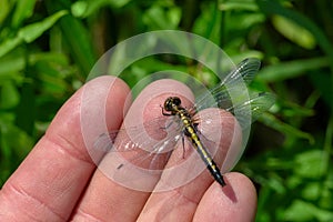 Dot-tailed Whiteface Dragonfly - Leucorrhinia intacta