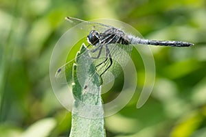 Frosted Whiteface - Leucorrhinia frigida photo