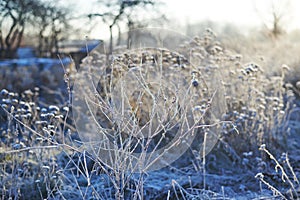 Frosted wild plants against the landscape