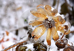 Frosted yellow flower with snow and ice. Black-eyed Susan or Coneflowers. Russian winter.