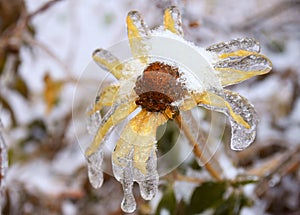 Frosted yellow flower with snow and ice. Black-eyed Susan or Coneflowers. Russian winter.