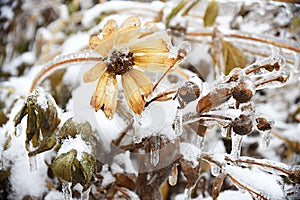 Frosted yellow flower with snow and ice. Black-eyed Susan or Coneflowers. Russian winter.