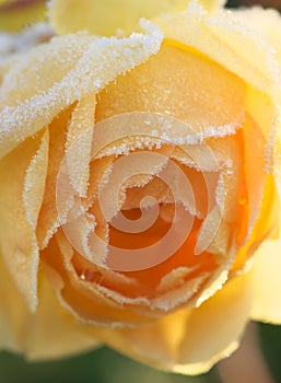 Frosted yellow Rose