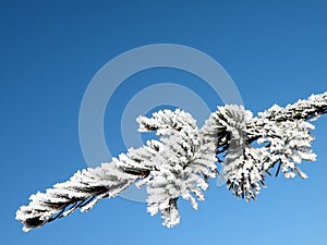 Frosten fir branch