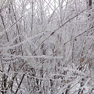 Frosted bush in winter photo