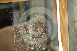 Frostkissed Cobweb