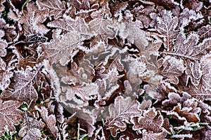 Frostnipped Oakleaves on the green grass lawn